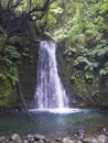 Waterfall Salto de Prego in the rainforest jungle at the end of the hiking trail in Faial da Terra, Sao Miguel island in Royalty Free Stock Photo