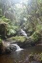 Waterfall sliding into a peaceful pool amidst a tropical rain forest