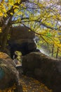 Waterfall in the Sofiyivsky arboretum. Uman, Ukraine