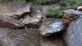 Small waterfall with chirping crickets Australian rain forest sounds