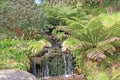 Waterfall on a stream between ferns