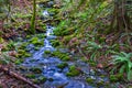 Waterfall stream and old growth rain forest in the trails of Lad Royalty Free Stock Photo