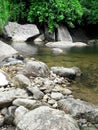 stream in rainforest