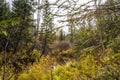 Waterfall stream on the stones of the autumn forest. Autumn forest waterfall stream. River stream in the mountains Royalty Free Stock Photo