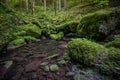 Waterfall water stream in black forest Royalty Free Stock Photo