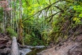 Waterfall in the Forest