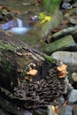 Waterfalls and cascades of the river Satina in the Moravian Beskydy Mountains Royalty Free Stock Photo