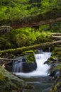 Waterfalls and fallen trees in forest Olympic National Forest Washington state Royalty Free Stock Photo