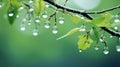 Water Drops On Tree Branches Wallpaper