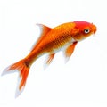 Waterfish swimming on white background Royalty Free Stock Photo