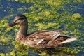 Female Mallard duck swimming in river water Royalty Free Stock Photo