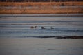 Waterfowl, Anseriformes birds captured at Platte river in Nebraska