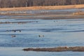 Waterfowl, Anseriformes birds captured at Platte river in Nebraska