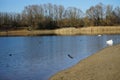 Waterfowl: white mute swans, mallards and coots swimming on the Habermannsee lake in March. Berlin, Germany