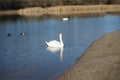 Waterfowl: white mute swans, mallards and coots swimming on the Habermannsee lake in March. Berlin, Germany