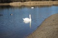 Waterfowl: white mute swans, mallards and coots swimming on the Habermannsee lake in March. Berlin, Germany