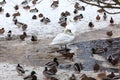 Waterfowl birds as ducks and white swans are on snow near open unfrozen pond