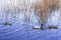 Waterfowl birds