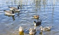 Waterfowl birds