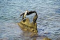 Waterfowl. Black balkans are sitting on the rocks in the middle of the sea.