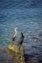 Waterfowl. Black balkans are sitting on the rocks in the middle of the sea. A warm sunny day in September.