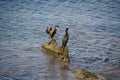 Waterfowl. Black balkans are sitting on the rocks in the middle of the sea.