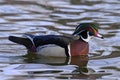 Waterfowl of Colorado. Colorful Wood Duck Floating in a Pond Royalty Free Stock Photo