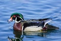 Waterfowl of Colorado. Colorful Wood Duck Floating in a Pond Royalty Free Stock Photo