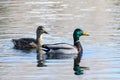 Waterfowl of Colorado. Male and Female Mallard ducks in a lake