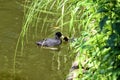 Waterfowl Common duck Fulika ÃÂ°tra Royalty Free Stock Photo