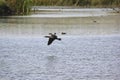 Waterfowl in the Delta of Llobregat, cormorants in flight