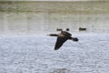 Waterfowl in the Delta of Llobregat, cormorants in flight