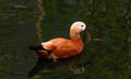 a waterfowl duck cinder on the water