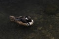 The hooded merganser Lophodytes cucullatus is a species of small duck.