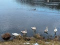 Waterfowl gathered in winter on the unfrozen part of the pond Royalty Free Stock Photo