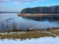 Waterfowl gathered in winter on the unfrozen part of the pond Royalty Free Stock Photo