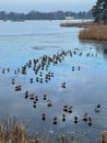 Waterfowl gathered in winter on the unfrozen part of the pond Royalty Free Stock Photo