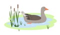 Waterfowl Greylag Goose in pond or lake. Wild migratory Bird