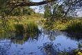 Waterfowl habitat framed by branches