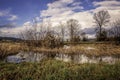 Waterfowl Habitat with Marsh Grassesn Royalty Free Stock Photo