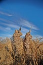 Waterfowl hunters aiming up into sky on sunny day