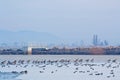 Waterfowl at Icy Reclamation Basin Royalty Free Stock Photo