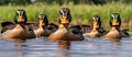 Waterfowl like ducks, geese, and swans swim in the lake in a natural landscape Royalty Free Stock Photo