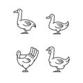 Waterfowl linear icons set