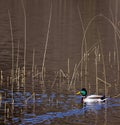 Waterfowl - Mallard Duck - Anas platyrhynchos Royalty Free Stock Photo