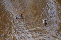 Mallard Drakes Floating in the Clear Water of a Park River Royalty Free Stock Photo
