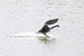 Canada goose landing on water with splash Royalty Free Stock Photo