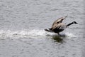 Goose landing in water with splash Royalty Free Stock Photo