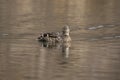 Female mallard duck and her reflection in water Royalty Free Stock Photo