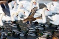 waterfowl by the river